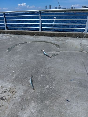 カタクチイワシの釣果