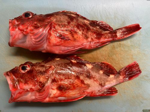 カサゴの釣果