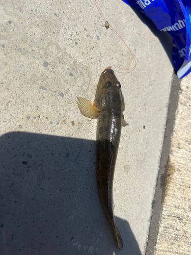 ハゼの釣果