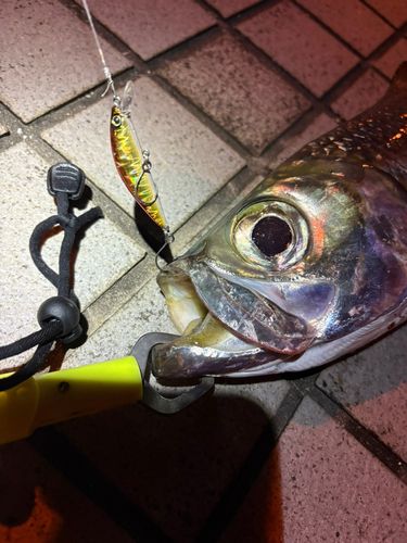 ターポンの釣果