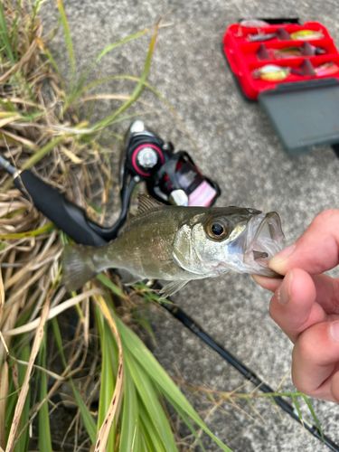 セイゴ（マルスズキ）の釣果
