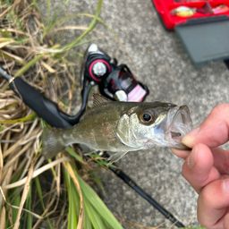 セイゴ（マルスズキ）