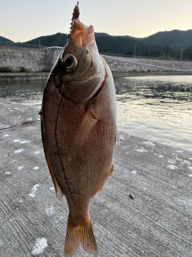 釣果