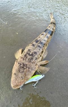 マゴチの釣果