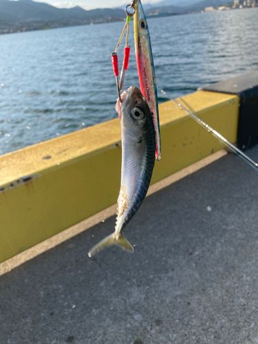 サバの釣果