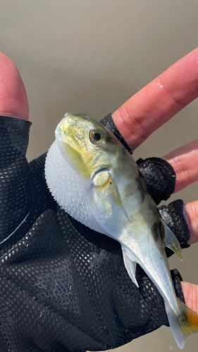 シロサバフグの釣果