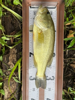 ブラックバスの釣果