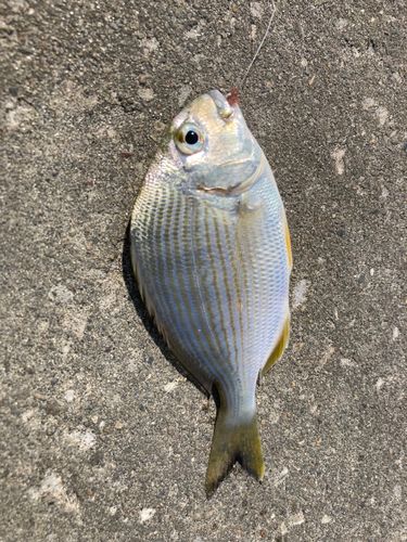 ヘダイの釣果