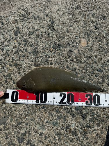 シタビラメの釣果