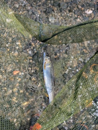 アユの釣果
