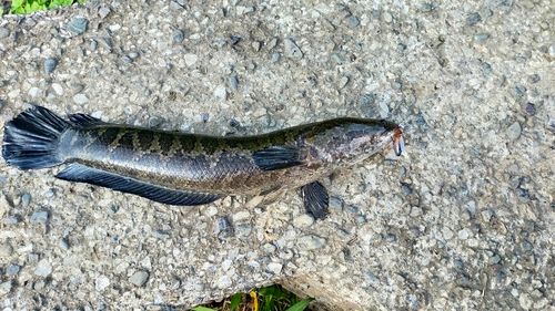 ライギョの釣果