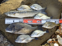 チヌの釣果