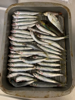 ウミタナゴの釣果