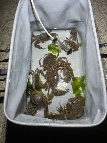 カニの釣果