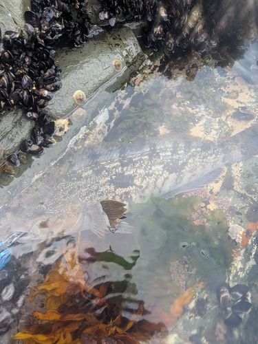 アイナメの釣果