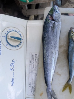 シイラの釣果