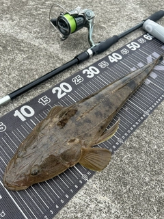 マゴチの釣果