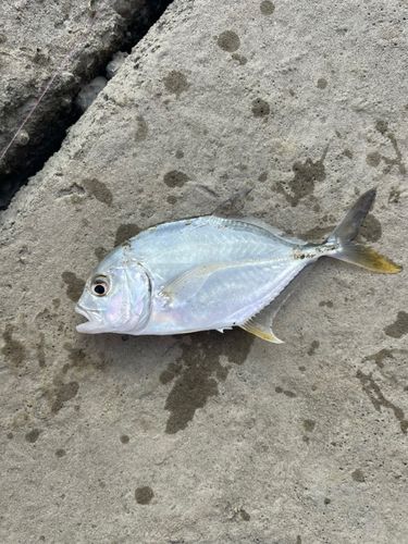 メッキの釣果