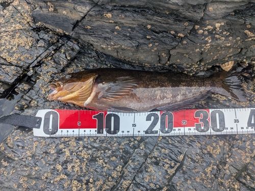 アイナメの釣果