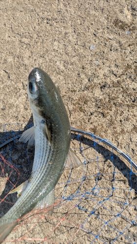 ボラの釣果