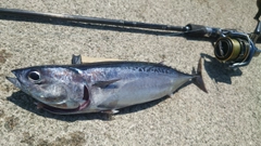 マルソウダの釣果