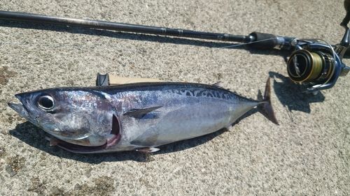 マルソウダの釣果