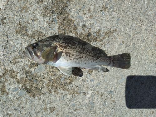 ソイの釣果