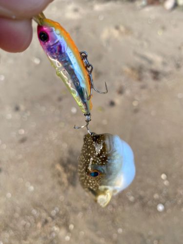 クサフグの釣果