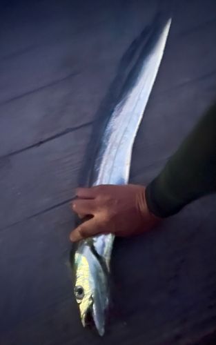 タチウオの釣果