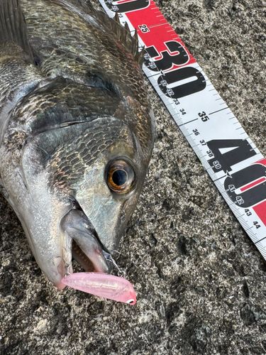 チヌの釣果