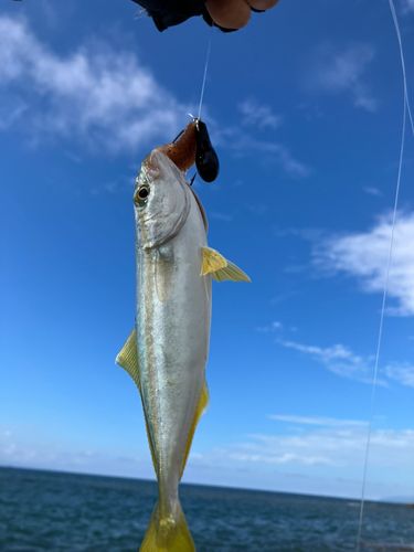 ワカシの釣果