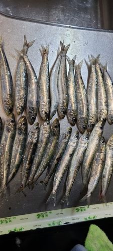 イワシの釣果