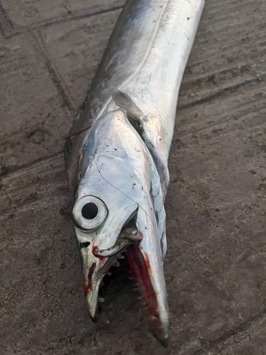 タチウオの釣果