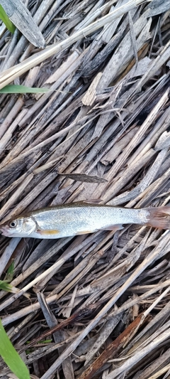 エゾウグイの釣果