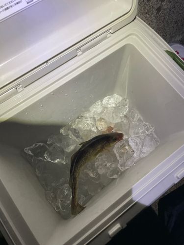 コマイの釣果
