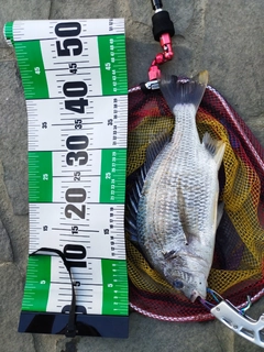 キビレの釣果