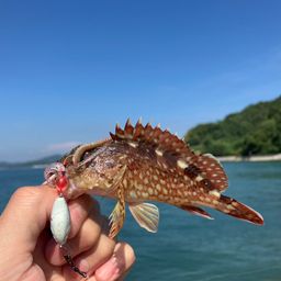 カサゴ