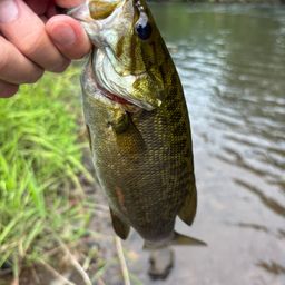 スモールマウスバス