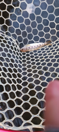 ヤマメの釣果