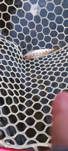 ヤマメの釣果