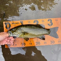 スモールマウスバス