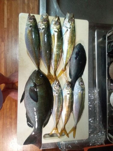 マアジの釣果