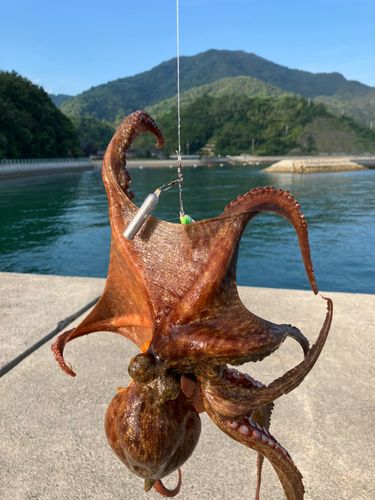 マダコの釣果