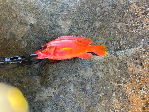 アカハタの釣果