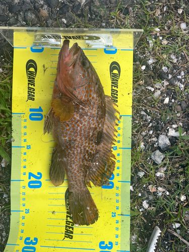 オオモンハタの釣果