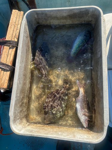 カワハギの釣果