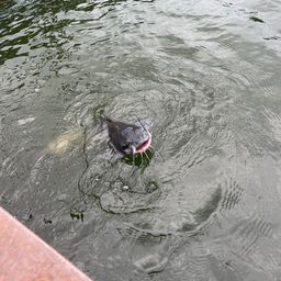 アメリカナマズ