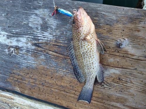 オオモンハタの釣果