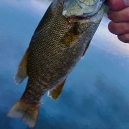 スモールマウスバス