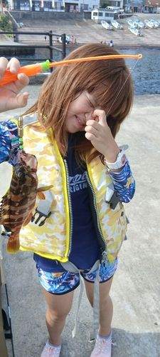 ハタの釣果